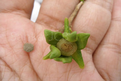Polyalthia cerasoides